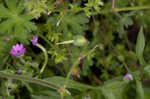 Dovefoot geranium